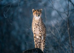 Gepard, Skała