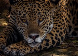 Głowa leżącego jaguara w zbliżeniu