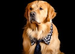 Pies, Golden retriever, Krawat, Kołnierzyk, Ciemne, Tło