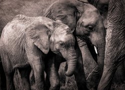 Rodzinka, Słonie, Słoniątko