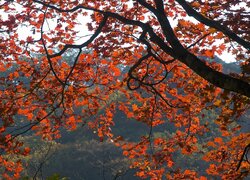 Gruba gałąż z jesiennym liśćmi