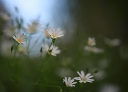 Gwiazdnice wielkokwiatowe, Białe, Kwiaty