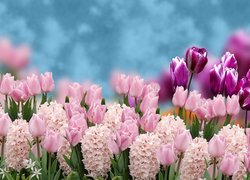 Kwiaty, Tulipany, Hiacynty