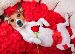 Jack Russell terrier na płatkach kwiatów z różą w łapce