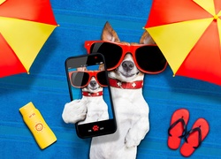 Jack Russell terrier robi sobie selfie pod parasolami na wakacjach