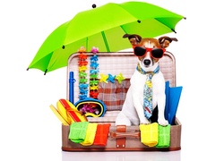 Jack Russell terrier w okularach przeciwsłonecznych gotowy na wakacje
