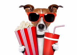 Jack Russell terrier w okularach z popcornem i napojem w łapkach