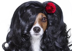 Jack Russell terrier w peruce z różą