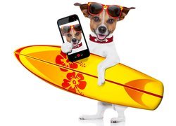 Jack Russell terrier z deską surfingową i telefonem