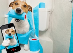 Jack Russell terrier z papierem toaletowym robi selfie na sedesie