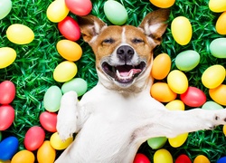 Jack Russell terrier z zabawną miną leży na trawie wśród kolorowych pisanek