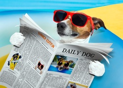 Jack Russell Terrier, Okulary, Gazeta, Śmieszne