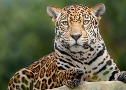 Jaguar na skale