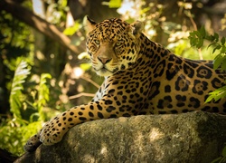 Jaguar na ulubionej skale