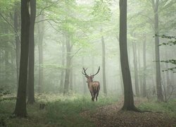 Jeleń w zamglonym lesie
