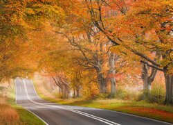 Droga, Pożółkłe, Drzewa, Jesień