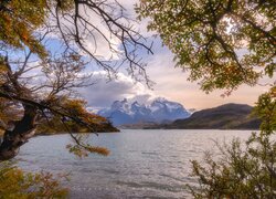 Jesienne drzewa nad jeziorem w Parku Narodowym Torres del Paine w Chile
