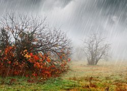 Jesienny deszcz
