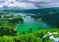 Hortensje, Jezioro Azul, Jezioro Verde, Góry, Lasy, Sete Cidades, Wyspa Sao Miguel, Azory, Portugalia