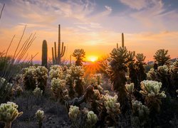 Wschód słońca, Kaktusy cholla