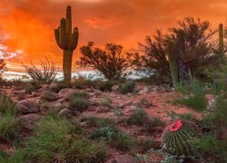 Stany Zjednoczone, Arizona, Tucson, Pustynia, Sonoran Desert, Zachód słońca, Kaktusy, Krzewy