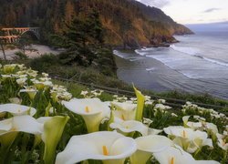 Kalie na tle wybrzeża Big Sur w Oregonie