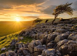 Wzgórza, Park Narodowy Yorkshire Dales, Drzewa, Kamienie, Wschód słońca, Chmury, Anglia