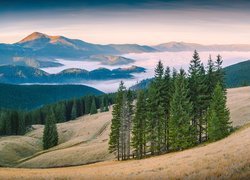 Góry, Czarnochory, Szczyt Howerla, Karpaty, Dolina, Mgła, Lasy, Drzewa, Karpacki Rezerwat Biosfery, Ukraina