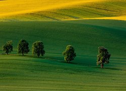 Kasztanowce na zielonych wzgórzach w Czechach