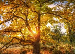 Drzewo, Kasztanowiec, Promienie słońca, Jesień