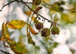 Kasztany i suche liście na gałązce
