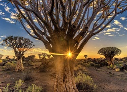 Republika Namibii, Pustynia, Promienie słońca, Drzewa kołczanowe, Kokerboom