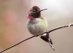 Koliber siedzący na gałązce