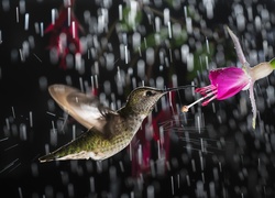 Koliber zainteresowany kwiatem moknie w deszczu