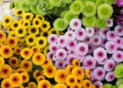 Kwiaty, Żółte, Zielone, Pomarańczowe, Różowe, Chryzantemy  drobnokwiatowe