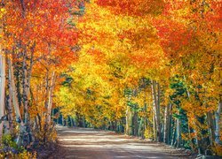 Droga, Drzewa, Pożółkłe, Brzozy, Jesień