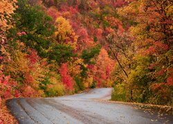 Droga, Jesień, Drzewa, Kolorowe