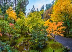 Kolorowe jesienne drzewa w ogrodzie japońskim