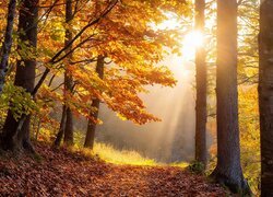 Jesień, Drzewa, Liście, Ścieżka, Mgła, Przebijające światło