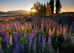 Łąka, Kolorowe, Kwiaty, Łubiny, Drzewa, Promienie słońca, Jezioro Tekapo, Nowa Zelandia