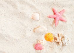 Kolorowe muszelki i rozgwiazda na piasku