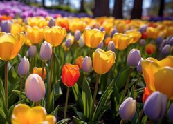 Kolorowe tulipany w blasku słońca