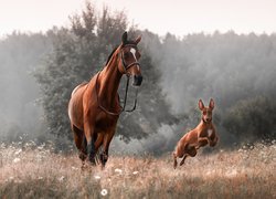 Koń i pies rasy podenco na zamglonej łące