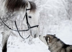 Koń, Pies, Siberian husky, Zima
