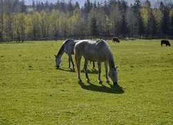 Konie na pastwisku w słońcu
