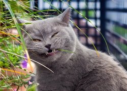 Kot brytyjski krótkowłosy gryzący trawę