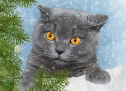 Kot brytyjski krótkowłosy, Żółte, Oczy, Spojrzenie, Gałązka, Świerk, Poduszka, Śnieg