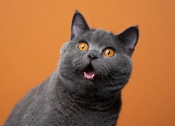 Kot brytyjski krótkowłosy na pomarańczowym tle