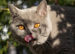 Kot brytyjski krótkowłosy z wystawionym językiem