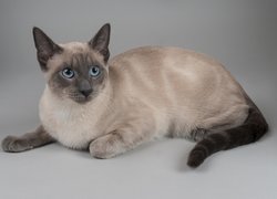 Kot tajski, Oczy, Niebieskie